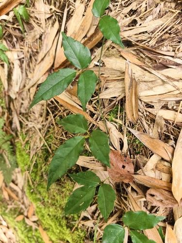 Tetrastigma hemsleyanum, photograph 4