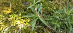 Draba ramosissima, photograph author not stated, no rights reserved