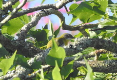 Apalis flavida neglecta