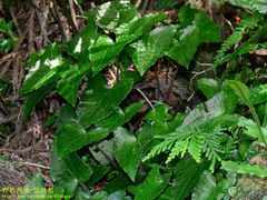 Asarum caudigerum