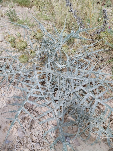 Artichoke Thistle