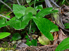 Asarum caudigerum