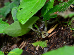 Asarum caudigerum