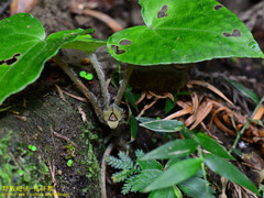 Asarum caudigerum