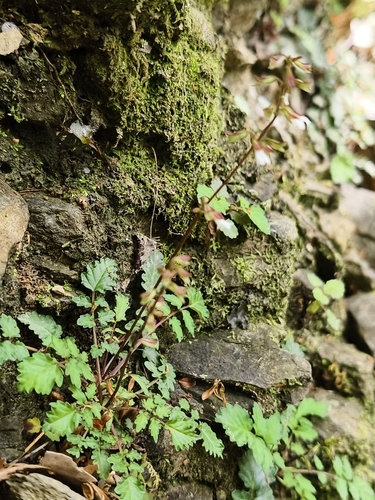 Salvia hayatae, photograph 5