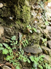 Salvia hayatae, photograph (c) Yinling Chen, some rights reserved (CC BY)