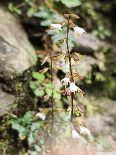 Salvia hayatae, photograph 6