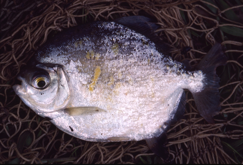 Star silver dollar (Myloplus asterias) — Serrasalmidae — 4