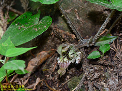 Asarum caudigerum