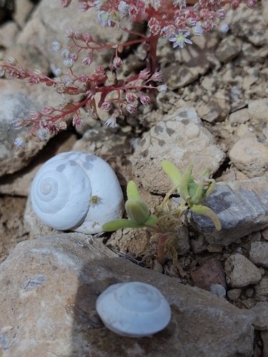 Sphincterochila candidissima