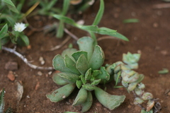 Adromischus cristatus cristatus