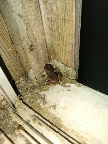 Eastern Japanese Tree Frog