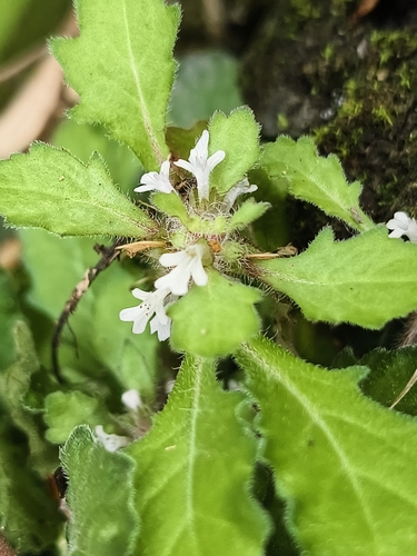 Ajuga taiwanensis, photograph 2