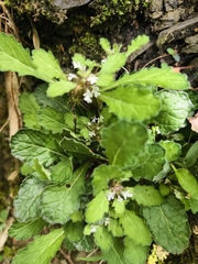(c) Yinling Chen, some rights reserved (CC BY) Ajuga taiwanensis, photograph (c) Yinling Chen, some rights reserved (CC BY)