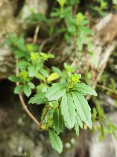 Lysionotus pauciflorus, photograph 6