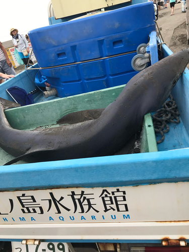 Blue Shark