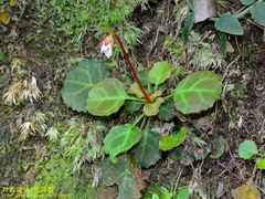 Shortia rotundifolia