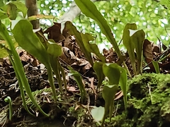 Loxogramme salicifolia, photograph (c) Yinling Chen, some rights reserved (CC BY)