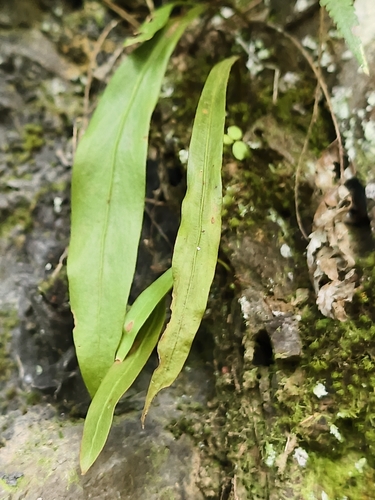 Loxogramme salicifolia, photograph 6