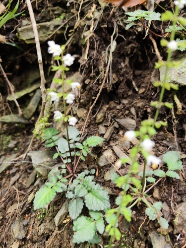 Salvia hayatae, photograph 3