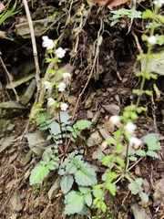 Salvia hayatae, photograph (c) Yinling Chen, some rights reserved (CC BY)
