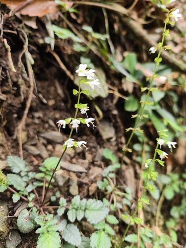 Salvia hayatae, photograph 4