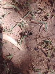 Traumatomutilla centralis