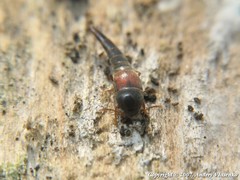 Sepedophilus marshami