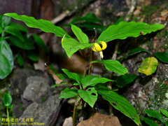 Lysimachia ardisioides