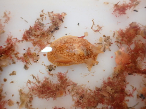 Pleurobranchaea maculata