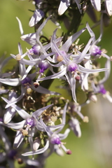 Petromarula pinnata, photograph author not stated, no rights reserved