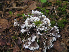 Thelephora penicillata
