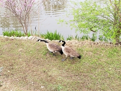 Branta canadensis