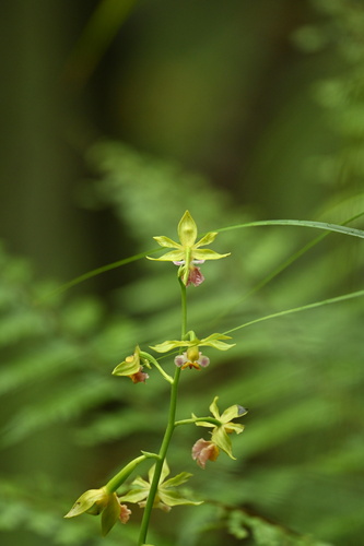 Calanthe tricarinata