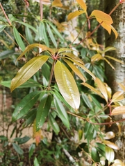 Rhododendron latoucheae, photograph (c) Yinling Chen, some rights reserved (CC BY)