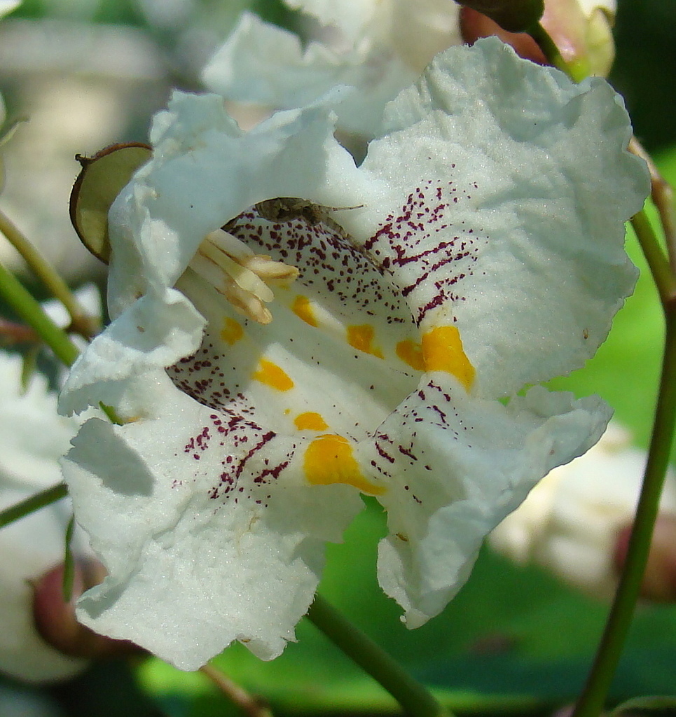 northern catalpa from New Providence, New Jersey, United States on June