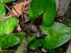 Asarum caudigerum