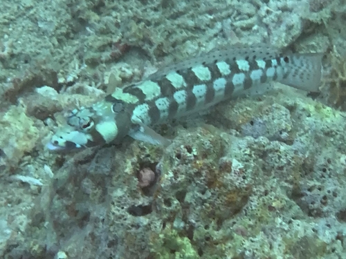 Parapercis tetracantha