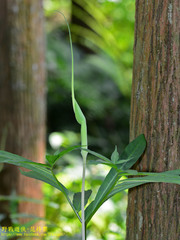 Arisaema heterophyllum