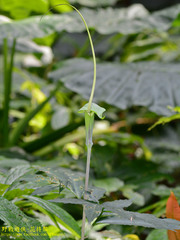 Arisaema heterophyllum