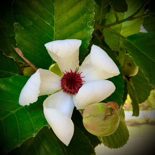 Dillenia philippinensis