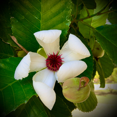 Dillenia philippinensis