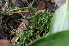 Delosperma uncinatum
