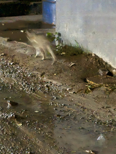 Domestic Cat