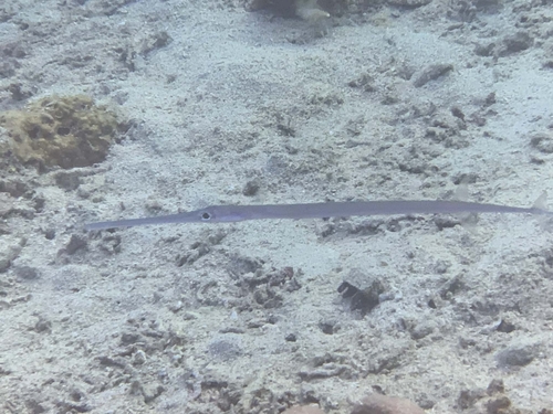 Fistularia commersonii