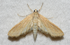 Parapoynx allionealis