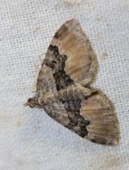Xanthorhoe quadrifasiata