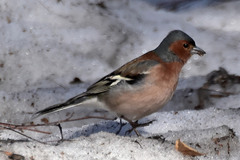 Fringilla coelebs