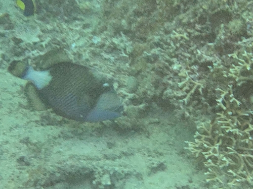 Balistoides viridescens
