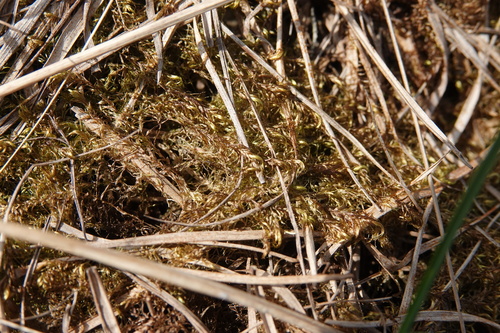 Warnstorfia fluitans observed 2026-05-02